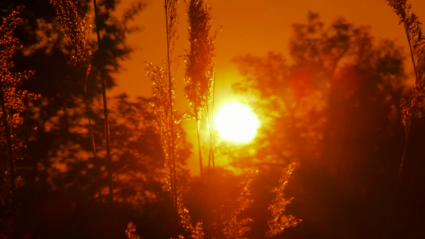 Reeds rippling in the wind. Sunset.  | Shutterstock HD Video #1010666096