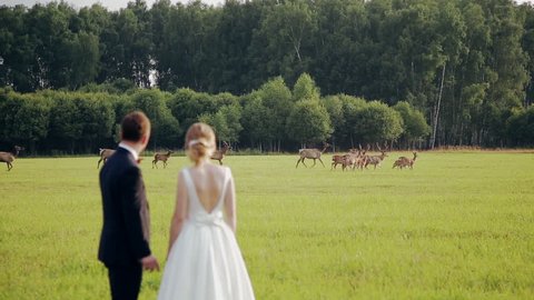Just married couple walking on the green grass, where floc of deer are grazing. Happy newlyweds are looking at floc of deer. He is wearing a dark suit. She is wearing white wedding dress.