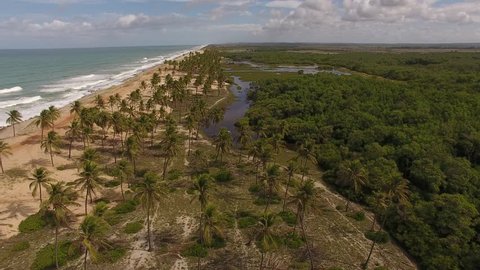 Aerial view of coconut trees, wetlands and mangrove swamps on Poças wild beach - Conde, Bahia, Brazil