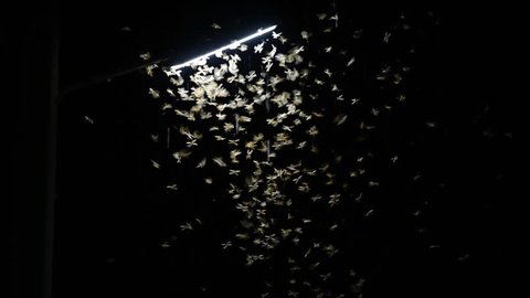 Full HD Video footage. Mayfly flying around lamp light at night after the rain.