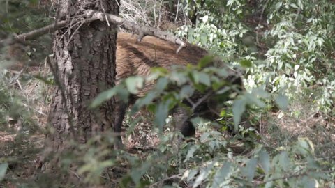 Animal behavior. Wild boar (Sus scrofa) breaks branches into bushes as food object, or object of shifted aggression or as material for daytime nest. Forestry and game management aspect
