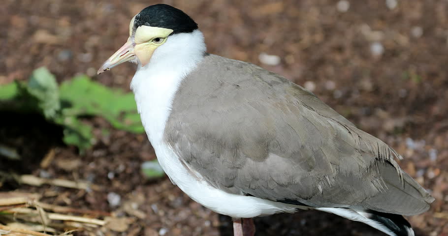 Spur Winged Plover Vanellus Miles Image Free Stock Photo Public 