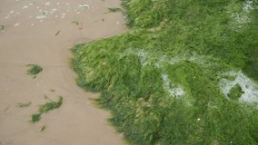 Beach full of green algae seaweed after the sea storm.  Ecological catastrophe.