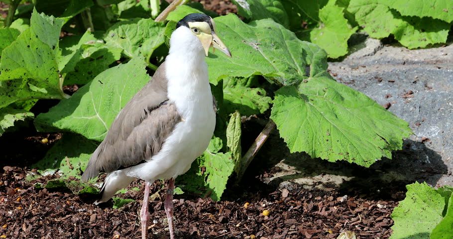 Spur Winged Plover Vanellus miles image Free stock photo Public