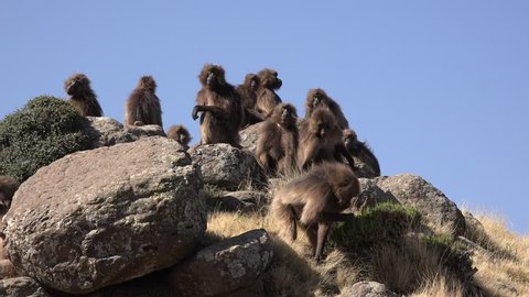 Group of Gelada baboons sitting on top of a hill, simian mountains / Ethiopia.

They have a bright red breast why they are also called " bleeding hearts monkey", are solely vegetarian and very social 