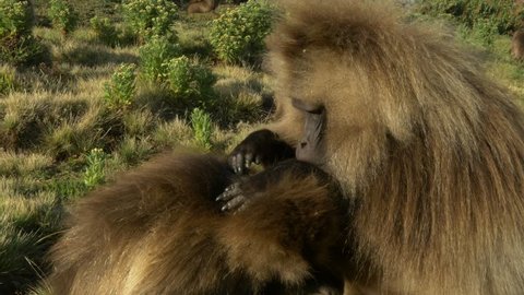 Gelada baboons checking each other for fleas, simian mountains / Ethiopia.

They have a bright red breast why they are also called " bleeding hearts monkey", are solely vegetarian and very social 