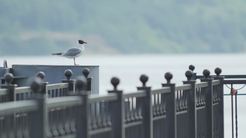 Seagull On The Pier
