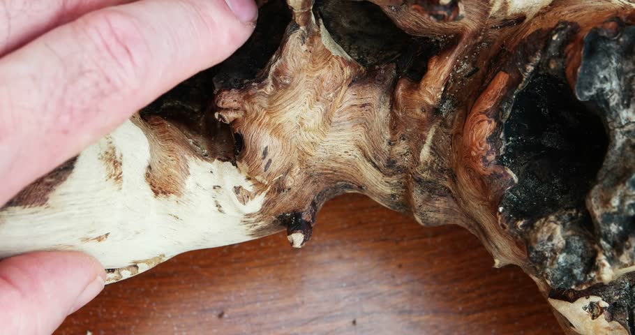 Man checking timber banksia burl driftwood sculpture used for reptiles , ikebana or air plants ect