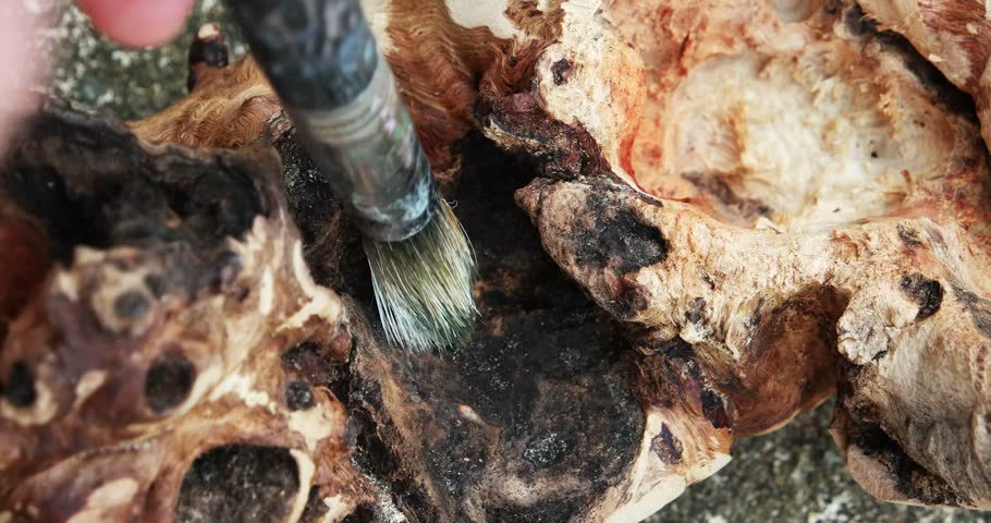 Man brushing timber banksia burl driftwood sculpture used for reptiles , ikebana or air plants ect