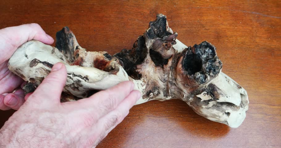 Man checking timber banksia burl driftwood sculpture used for reptiles , ikebana or air plants ect