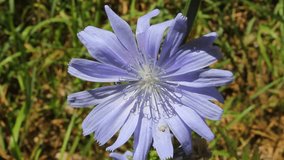 Chicory is a medicinal plant. In nature it grows on wasteland.