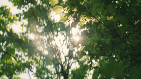 Sun shining on a summer day through the green trees and leaves. Includes anamorphic look and flares. 
