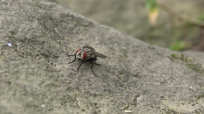 4K, Macro Close-Up of a fly in a rock of garden in Daan Forest Park Taipei. Taiwan. Close Up Shot -Dan