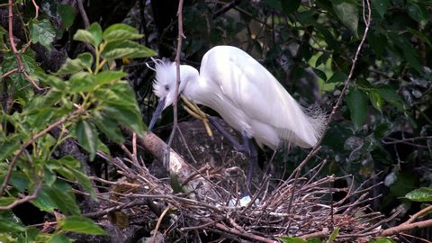 Slow Motion of white birds Egretta Garzetta nesting in spring. An adult Little egret take care the nest with blue eggs on tree of the lake at Daan Forest Park in Taipei city. Taiwan-Dan
