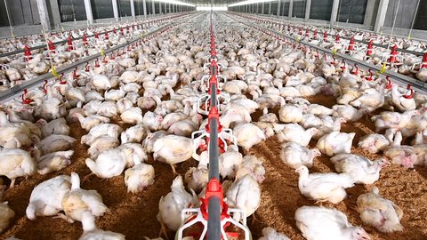 View footage  close up many  chicken in chicken farm,  Industrial of poultry,  Camera movement