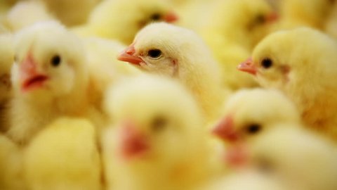 View footage of small yellow chicks in chicken farm, Industrial of poultry, camera movement
