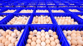 View footage of Chicken eggs in pack at in farm,  Camera movement