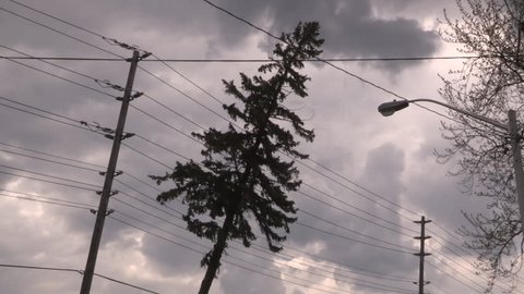 Tree on live electric power lines after severe hurricane force winds hit Toronto