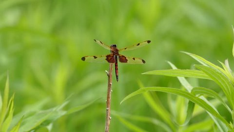 Dragonfly with black and red tail perched atop a small twig in light wind