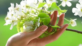 Woman hand touching Spring Apple Blossom in Orchard. Blossoming pear tree close up. Beautiful female hand holding blooming branch outdoor, in a garden. manicure.