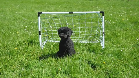  Funny dog stands in football goal and catches the ball, 2 times, cut together, slow motion