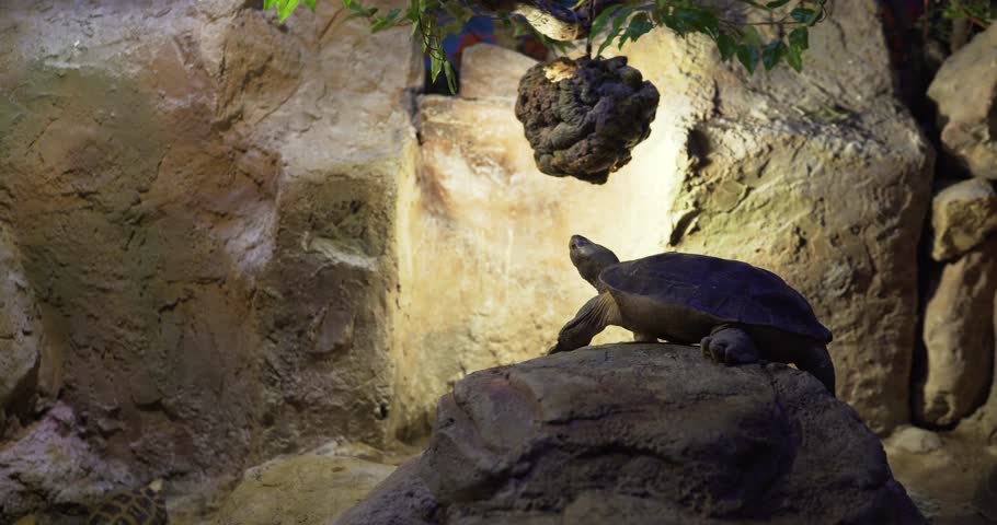 Turtle in the zoo. The turtle looks up. A large turtle sits on a rock. The huge turtle in the aquarium lies on a rock	
