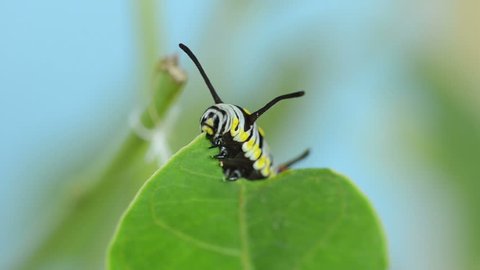 Queen Caterpillar on a milkweed leaf