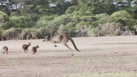 Kangaroo Island Kangaroo jumping