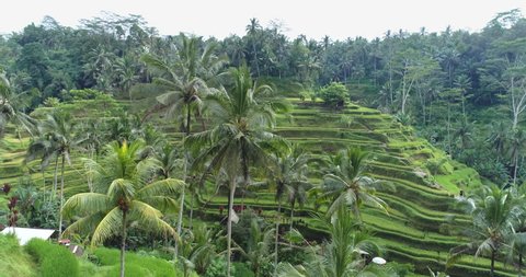 Aerial view of rice terrace. Flight over of rice field - October 2017: Tegalalang, Ubud, Bali