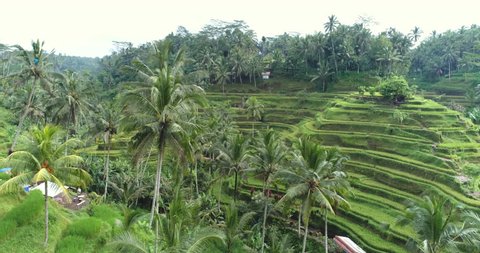 Aerial view of rice terrace. Flight over of rice field - October 2017: Tegalalang, Ubud, Bali