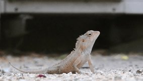 Time Lapse Video Footage - Garden Lizard With Hunting Mood