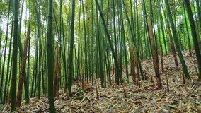 Wide angle Time lapse of bamboo shoots growing in the bamboo forest in spring sunny day time at Sichuan China. 4k