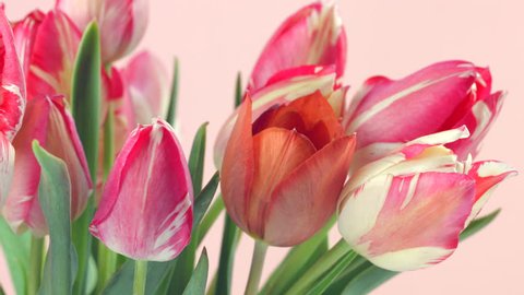 Tulips. Timelapse of bright pink striped colorful tulips flower blooming on pink background. Time lapse tulip bunch of spring flowers opening, close-up. Holiday bouquet. 