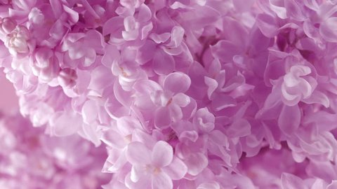 Lilac flowers bunch background. Beautiful opening violet Lilac flower Easter design closeup. Beauty fragrant tiny flowers time lapse open closeup.