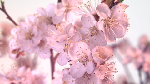  Apricot flower blossoming time lapse. Branch with blooming flowers apricot tree. Time lapse. High speed camera shot. Full HD 1080p. Timelapse 