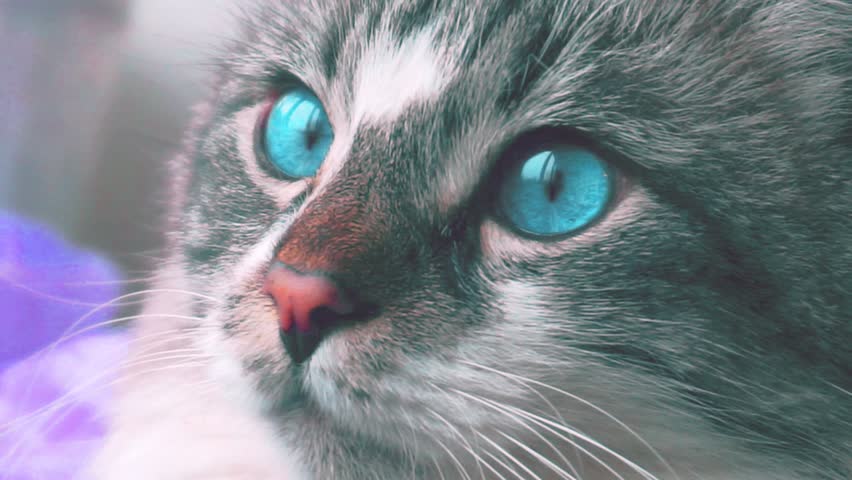 portrait of an adult beautiful fluffy gray blue-eyed cat