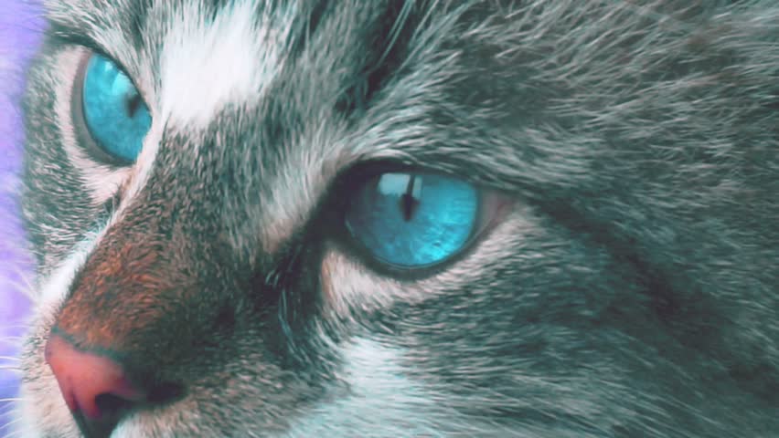 portrait of an adult beautiful fluffy gray blue-eyed cat