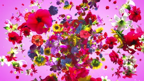 Exploding colorful flowers in 4K
