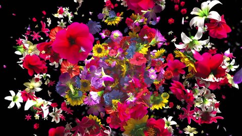 High quality exploding colorful flowers in 4K