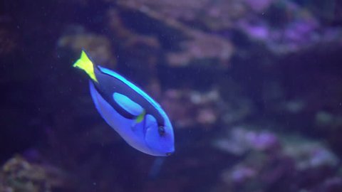 Regal Tang Fish or Palette Surgeonfish or Blue Tang Swimming on Coral Reef. 4K Video Clip