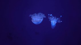 Flooating Jellyfish in Aquarium. 4K Video Clip