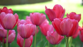 Close-up View of Colorful Tulips Swaying on Wind. 4K Video Clip 
