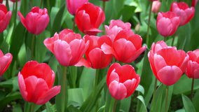 Close-up View of Colorful Tulips Swaying on Wind. 4K Video Clip 