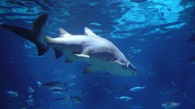 Reef Shark Underwater Swim in Aquarium. 4K Video Clip