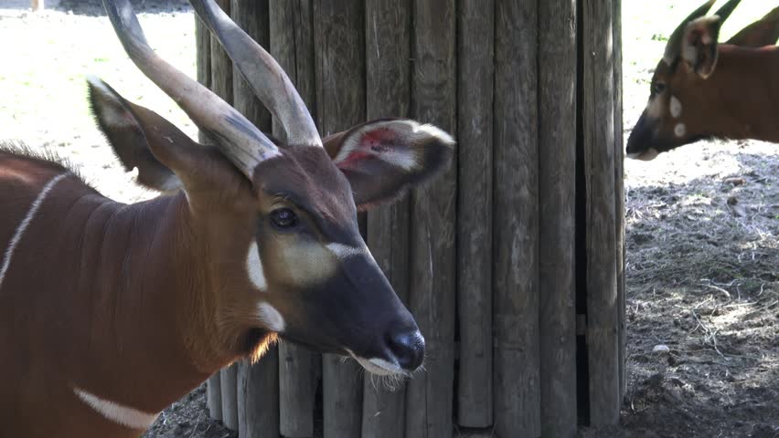 Bongo antelope (Boocercus euryceros isaaci)