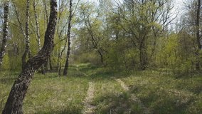Woods Forest, Trees background, Green Nature landscape, Wilderness, Sunny Day, dynamic scene, 4k video.