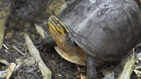 The Amboina box turtle (Cuora amboinensis). or southeast Asian box turtle. 4k Ultra HD video