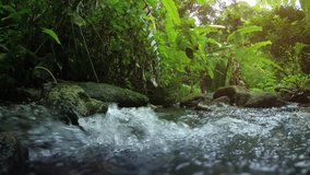 Wild nature of Thailand. Stream in the forest. Video with the sounds of nature. 4k Ultra HD video