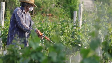 Man with hat or vintner spraying pesticides on vineyard. Working at farm in agriculture or horticulture. Vine or Wine production concept.