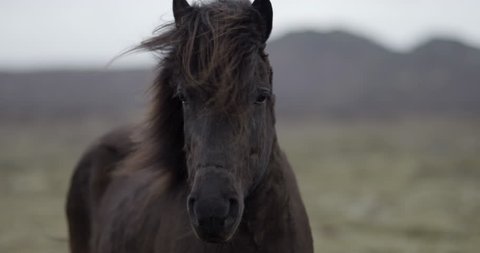 Slow motion medium shot of black horse looking into the camera in the Icelandic countryside